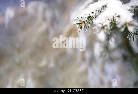 Brunchs d'épinette de Noël couverts de neige. Banque D'Images