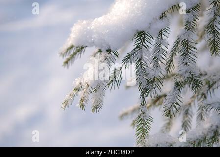 Brunchs d'épinette de Noël couverts de neige. Banque D'Images