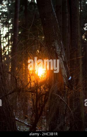 La lumière du soleil pénétrant dans les épaississants de la forêt.Un arbre brisé dans les bois.Soleil orange au coucher du soleil Banque D'Images