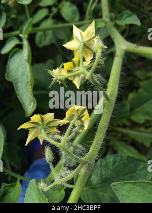 Lycopersicon. Plante de tomate en fleurs dans le potager. Fleurs de tomate sur la plantule Banque D'Images