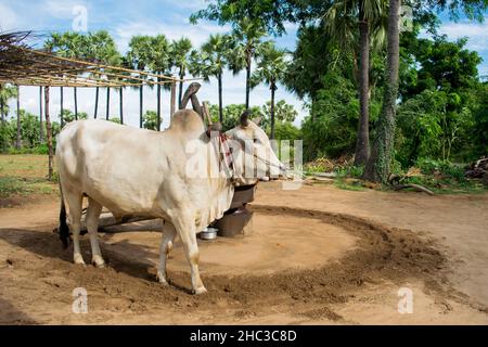 Boeuf blanc mâle tirant une usine à huile, utilisé pour meuler des arachides produisant de l'huile d'arachide, au Myanmar, Birmanie Banque D'Images