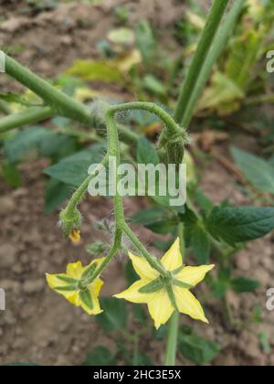 Lycopersicon. Plante de tomate en fleurs dans le potager. Fleurs de tomate sur la plantule Banque D'Images