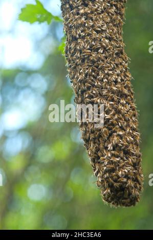 groupe d'abeilles sauvages dans la forêt Banque D'Images