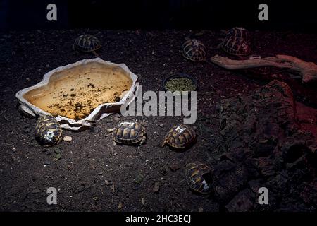 Tortues dans l'océanographie de la ville de Valence, Espagne, Europe Banque D'Images