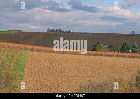 Landschaft in Mainstockheim - Weinberg und Äcker Banque D'Images