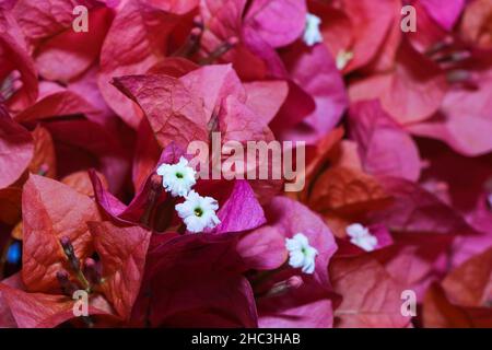 Fleurs Primavera avec feuilles de bractées roses vibrantes (Bougainvillea) Banque D'Images