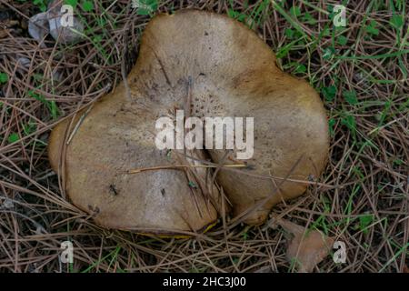 Recherche dans le boletus de pin présred ou Xerocomellus chrysenteron champignon d'automne Banque D'Images