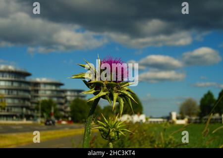 La fleur d'un chardon-Marie marque la frontière d'un domaine industriel en pleine croissance. Banque D'Images