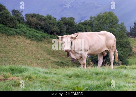 Vache blanche avec cloche de vache paître sur la colline Banque D'Images
