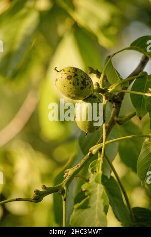 Unreife Walnussfrucht am Baum Banque D'Images