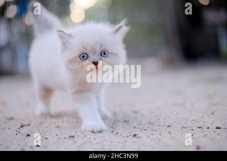 Joli chaton blanc dans la cour sur un arrière-plan flou Banque D'Images