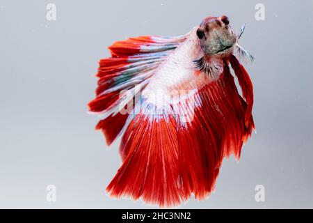 Gros plan face Siamese combat poisson, betta isolé sur fond blanc. Banque D'Images