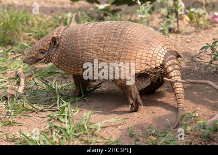 Armadillo jaune ou à six bandes Banque D'Images