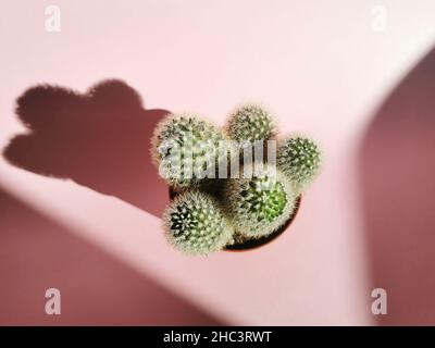 Gros plan d'un cactus dans un pot sur fond rose clair Banque D'Images