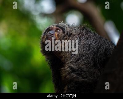 Gros plan sur un visage de marmoset pygmée Banque D'Images