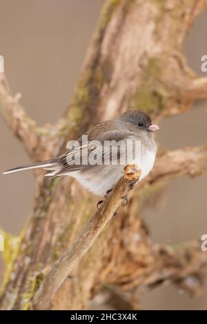 Junco à yeux foncés, Junco hyemalis Banque D'Images