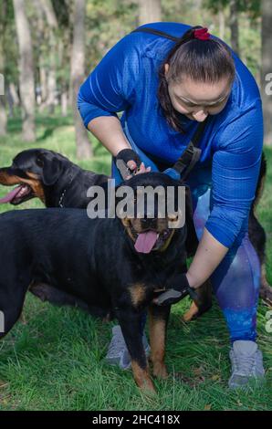Une femme adulte marchant avec deux chiens noirs.Propriétaire avec deux Rottweilers femelles dans un parc pour chiens.Animaux de compagnie.Mise au point sélective. Banque D'Images