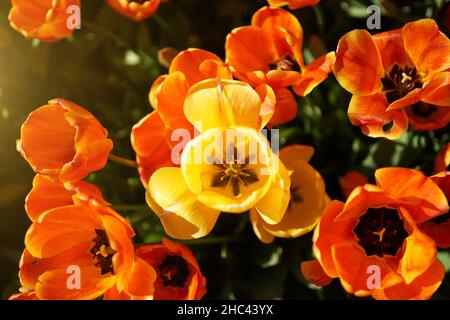 Vue de dessus d'une tulipe jaune avec un fond de jardin ensoleillé.Intérieur d'une tulipe jaune. Banque D'Images
