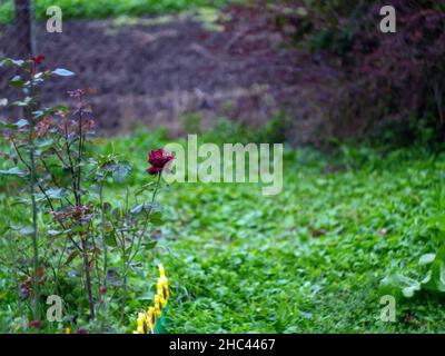 rose rouge foncé solitaire dans le jardin, automne Banque D'Images