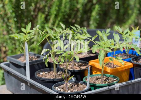 Jeunes plants de tomates de différents types, ayant grandi à partir de semences maintenant dans des pots individuels prêts à planter à Sydney, en Australie Banque D'Images