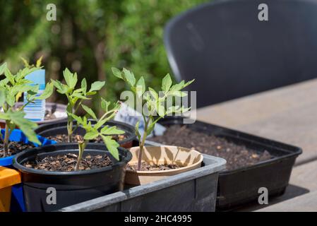 Jeunes plants de tomates de différents types, ayant grandi à partir de semences maintenant dans des pots individuels prêts à planter à Sydney, en Australie Banque D'Images