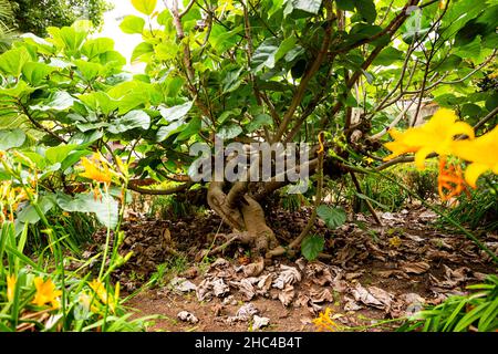 Kiwi sur une branche dans le jardin de la Orotava, Ténérife Banque D'Images