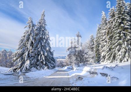 Vue sur une route vide enneigée à travers une forêt.Paysage de montagne d'hiver, une route glacée en Bulgarie. Banque D'Images