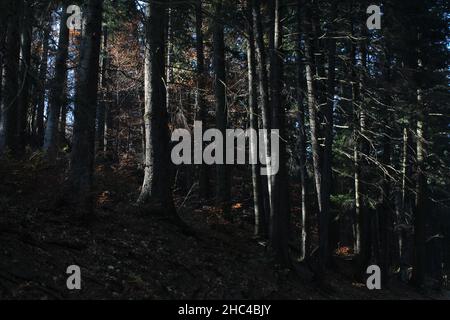 Forêt photographiée dans un ton sombre et sombre. Banque D'Images