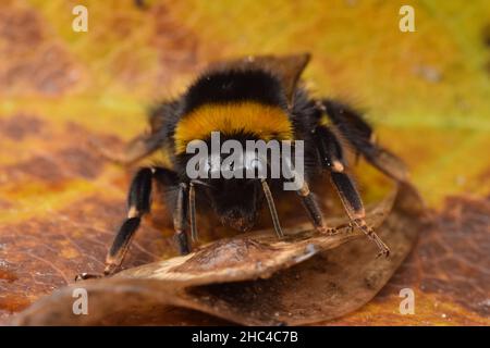 Gros plan d'une abeille assise sur une feuille Banque D'Images