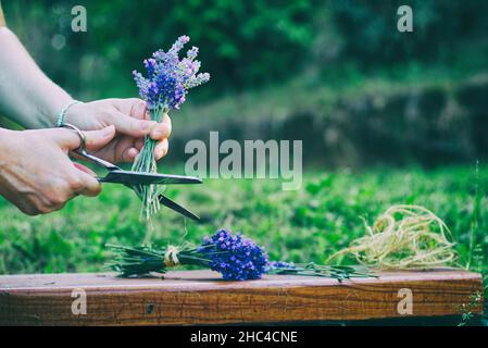 Femme créant un bouquet de fleurs naturelles de lavande.Fleuriste au travail dans le jardin.Lier les fleurs de lavande. Banque D'Images
