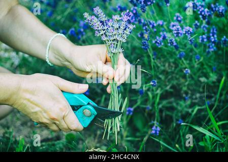 Une femme coupe un bouquet de lavande avec des ciseaux de jardin.Élaguer une lavande dans le jardin. Banque D'Images