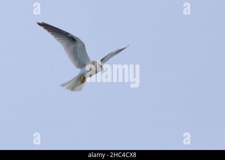 Cerf-volant noir en vol Banque D'Images