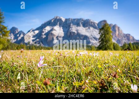 prairie avec fleurs dans la montagne des dolomites au printemps Banque D'Images