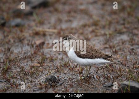 Piper de sable commun dans les sols mous où les insectes et les larves proies peuvent être vus et consommés.L'une des caractéristiques d'identification est sa queue qui se défait constamment. Banque D'Images