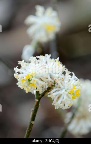 Edgeworthia chrysantha, brousse-papier.Floraison hivernale, fleurs parfumées Banque D'Images