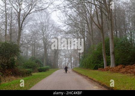 Une femme marchant ses chiens dans le parc Great Windsor lors d'une journée brumeuse, hiverne. Banque D'Images