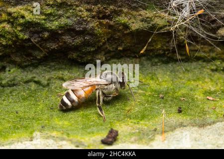 Macro petite abeille.Petite abeille à la recherche de nectar sur le sol. Banque D'Images