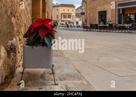 Gros plan d'une plante de Pâques ou Poinsettia, Euphorbia pulcherrima.En arrière-plan, hors foyer, la place de l'Hôtel de ville de la ville de Mallorcan de Campo Banque D'Images