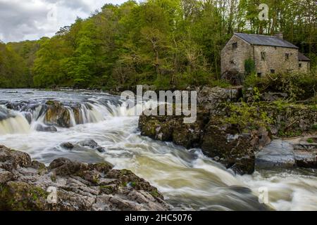 Les chutes de Cenarth bordent le Carrmarthenshire et le Pembrokeshire, juste en haut de la frontière de Ceredigion, dans l'ouest du pays de Galles, sur la rivière Teifi Banque D'Images