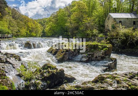 Les chutes de Cenarth bordent le Carrmarthenshire et le Pembrokeshire, juste en haut de la frontière de Ceredigion, dans l'ouest du pays de Galles, sur la rivière Teifi Banque D'Images