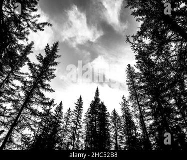 Prise de vue en niveaux de gris à faible angle de grands sapins sous un ciel nuageux Banque D'Images