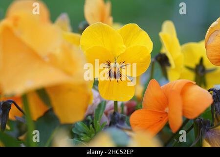 Gros plan d'une agrégation de ransy de jardin orange coloré, Viola x wittrockiana Banque D'Images