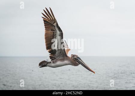 Gros plan d'un Pelican volant au-dessus de l'océan Banque D'Images