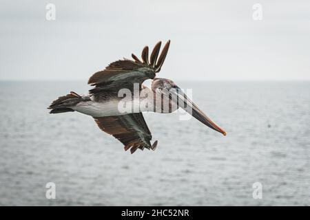 Gros plan d'un Pelican volant au-dessus de l'océan Banque D'Images