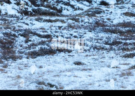 Vue panoramique sur les oiseaux dans une zone rurale couverte de neige Banque D'Images