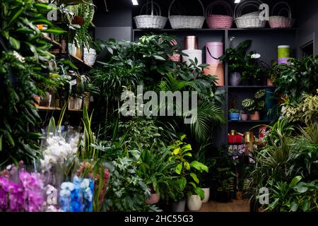 intérieur de fleuriste avec plantes en pot naturelles et boîtes pour l'emballage de cadeaux sur les étagères Banque D'Images