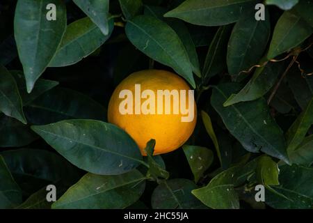 Oranges accrochées à un arbre orange Banque D'Images