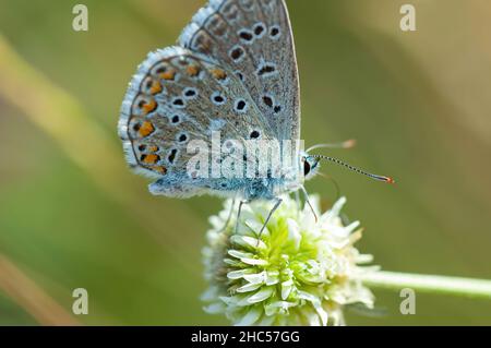 Papillon pollinisant une fleur un jour ensoleillé. Banque D'Images