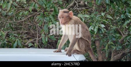 Monkey sur le dessus de la voiture dans un parking près de Mahabaleshwar.Singes à Elphinstone point Banque D'Images