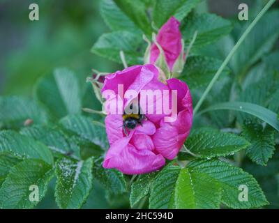 Photo macro d'un bourdon sur une rose Banque D'Images